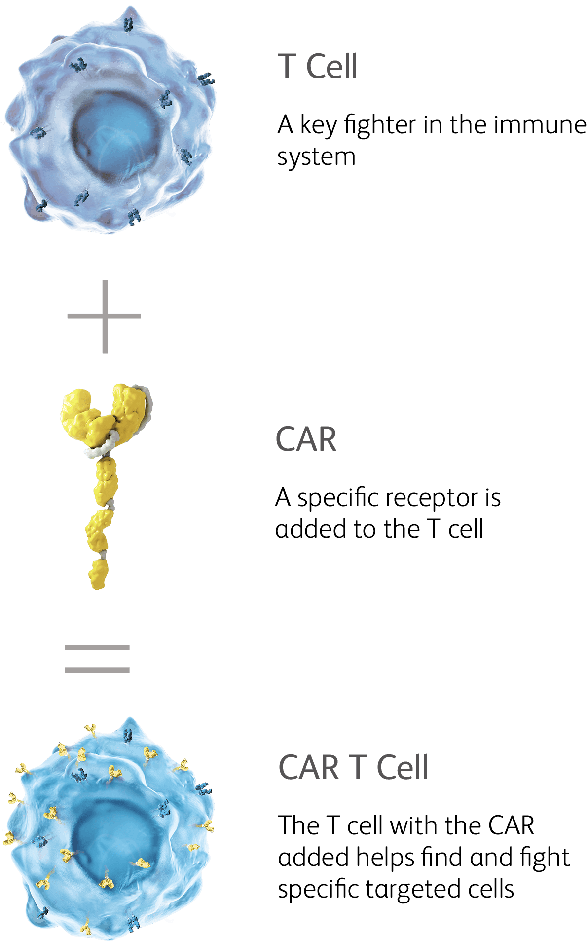 CAR T Cells Therapy For Autoimmune Diseases REGENHEALTHSOLUTIONS RHS