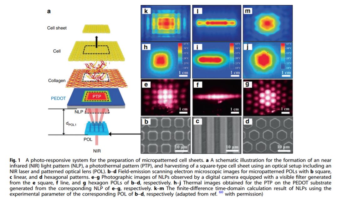 recent-advances-in-cell-sheet-technology-for-bone-and-cartilage