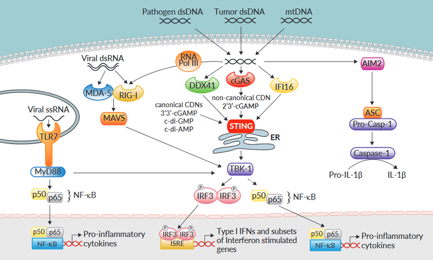 Moffitt Researchers Identify A Mechanism Controlling Tumor Cell ...