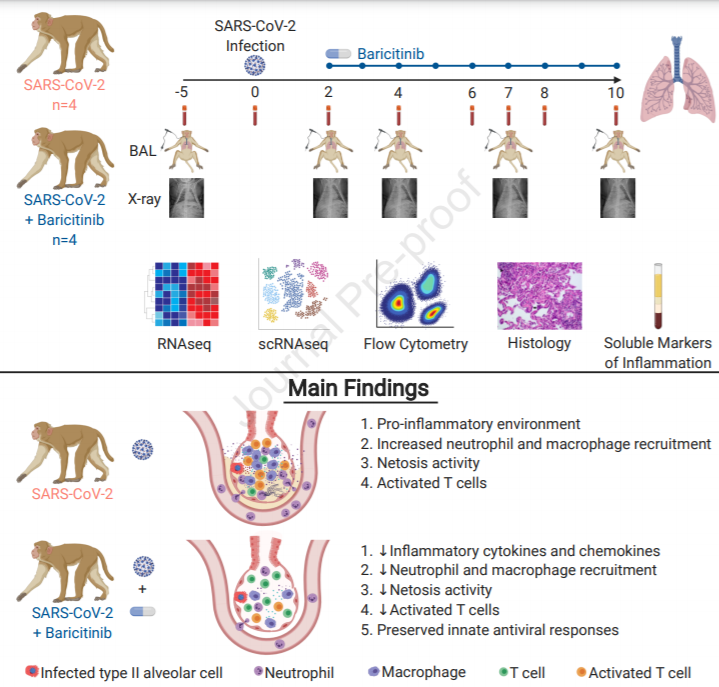 Baricitinib treatment resolves lower airway macrophage inflammation and ...