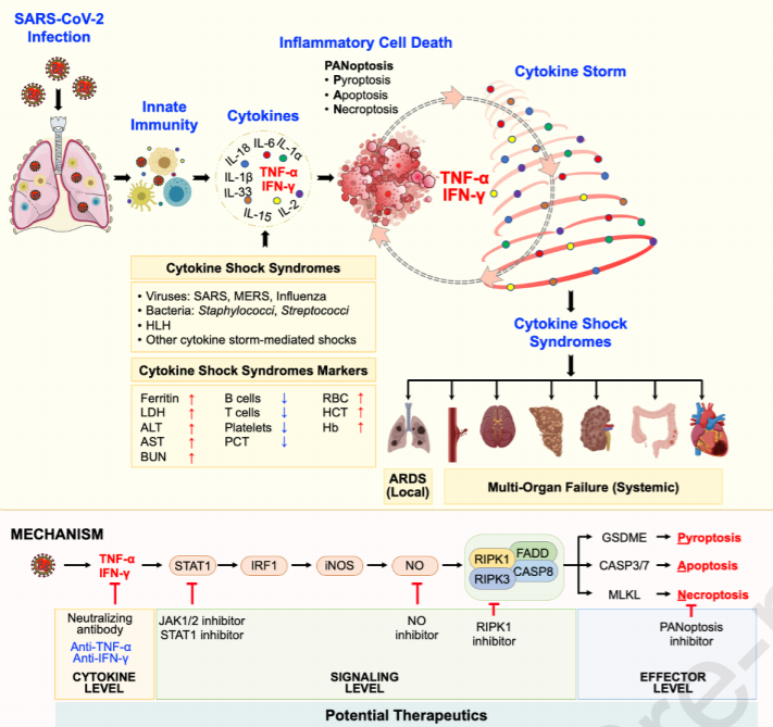 In the lab, St. Jude scientists redefine cytokine storm and identify  possible COVID-19 treatment – REGENHEALTHSOLUTIONS (RHS)