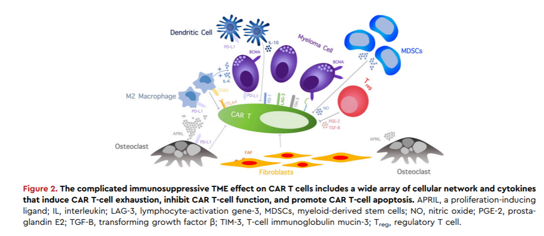 The Future Of CAR T Cells In Multiple Myeloma – REGENHEALTHSOLUTIONS (RHS)