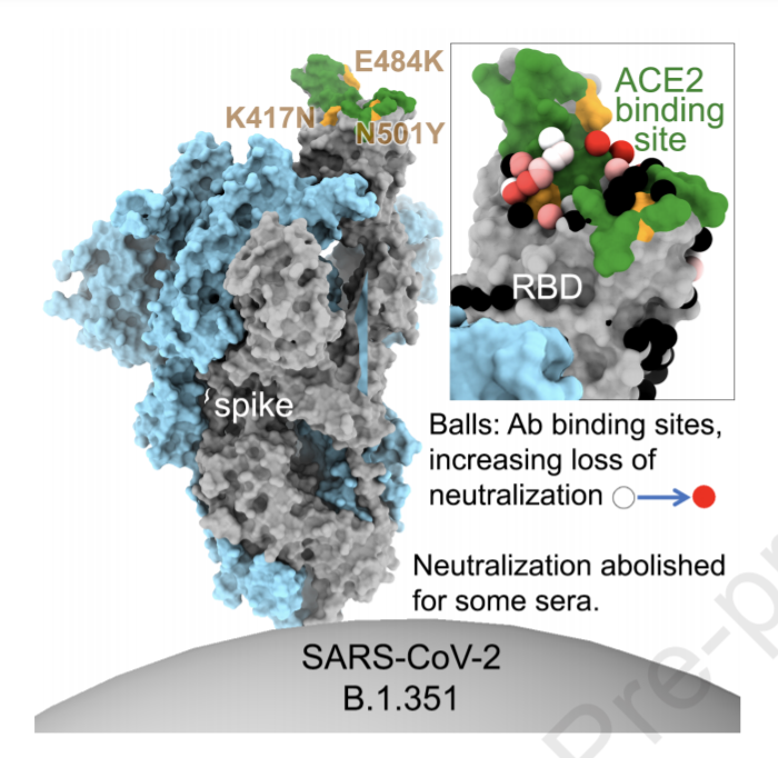 Evidence Of Escape Of SARS-CoV-2 Variant B.1.351 (South Africa) From ...