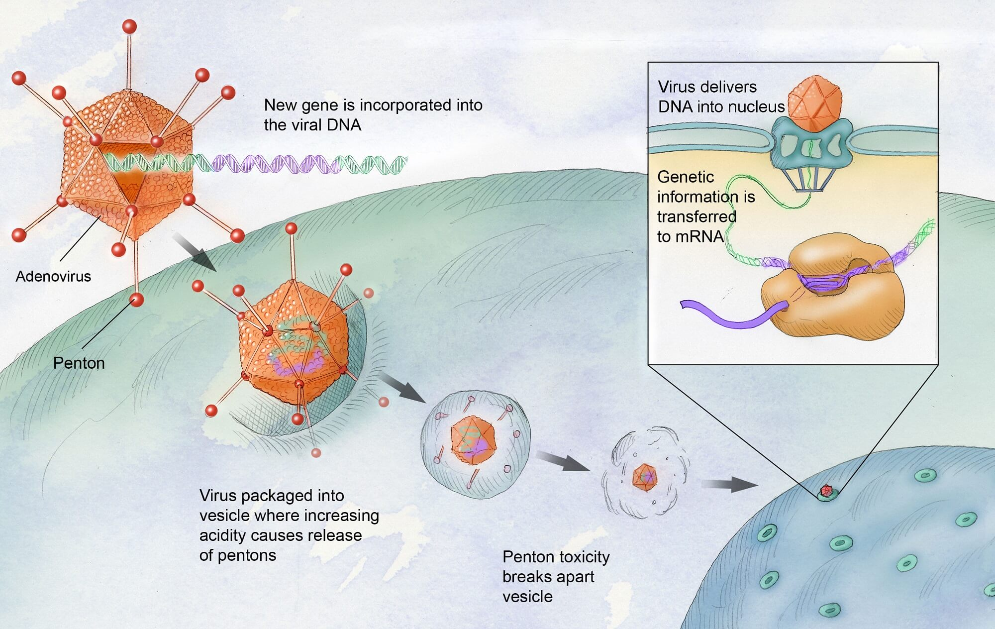 FDA Approves First Gene Therapy To Treat Adults With Hemophilia B ...